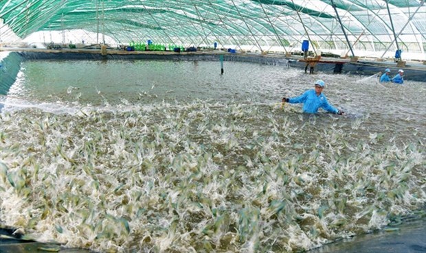 Vietnam busca soluciones para el desarrollo sostenible de la industria pesquera hinh anh 1