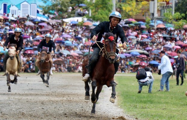 Buscan promover valores de carrera de caballos en provincia vietnamita hinh anh 1