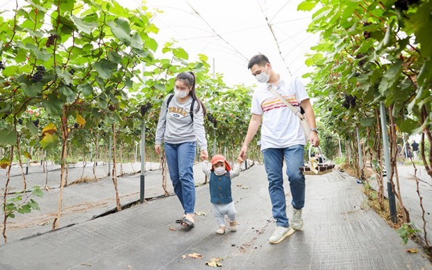 Promueve Hanoi desarrollo de la ecoagricultura hinh anh 1