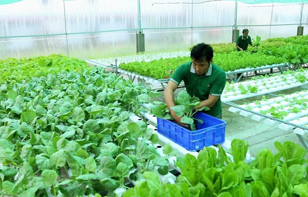 Aprueban Estrategia de agricultura y desarrollo rural sostenible de Vietnam para 2021-2030, con vision hasta 2050 hinh anh 2