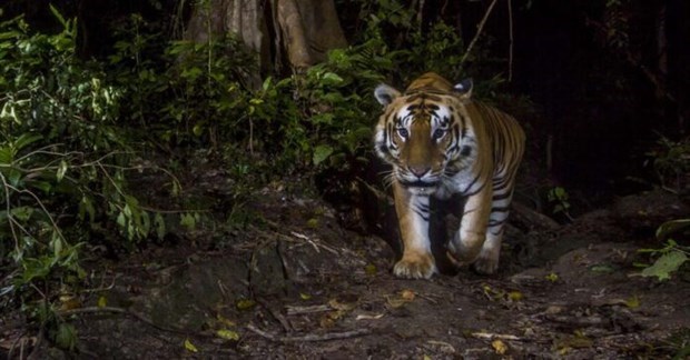 WWF: Los tigres podrian desaparecer en Laos hinh anh 1