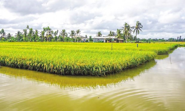 Vietnam dedicara 200 mil hectareas para cultivo de camaron-arroz en 2022 hinh anh 1