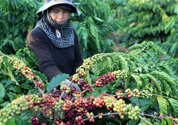 Exportan mas de mil 600 productos agricolas y alimentos de Vietnam a China hinh anh 1