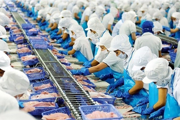 Exportaciones de pescado Tra de Vietnam superan las expectativas hinh anh 1