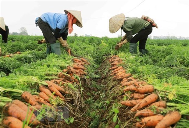 Provincia vietnamita organizara el primer festival de zanahorias hinh anh 1