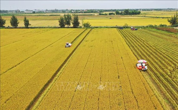 Vietnam avanza hacia una agricultura responsable hinh anh 1