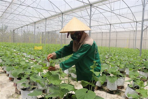 Perspectivas para el desarrollo de agricultura circular en Vietnam hinh anh 1