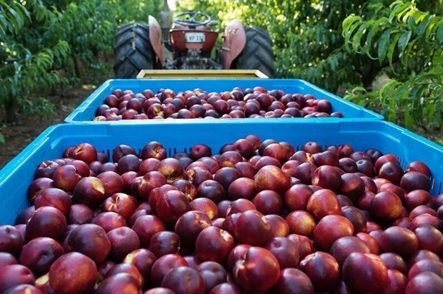Australia exportara duraznos y nectarinas a Vietnam hinh anh 1