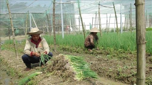 Provincia vietnamita de Tra Vinh implementa 10 proyectos para mejorar la vida de etnias minoritarias hinh anh 2