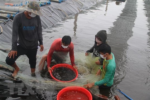 Corea del Sur apoya al desarrollo sostenible de la acuicultura vietnamita hinh anh 1