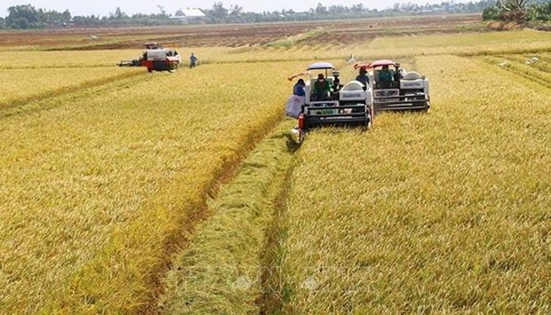 Provincia vietnamita empenada en desarrollar vastos campos de cultivo hinh anh 2