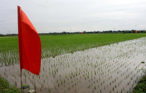 Lanzan en provincia vietnamita proyecto para mejorar cadena de valor del arroz en delta del rio Rojo hinh anh 1