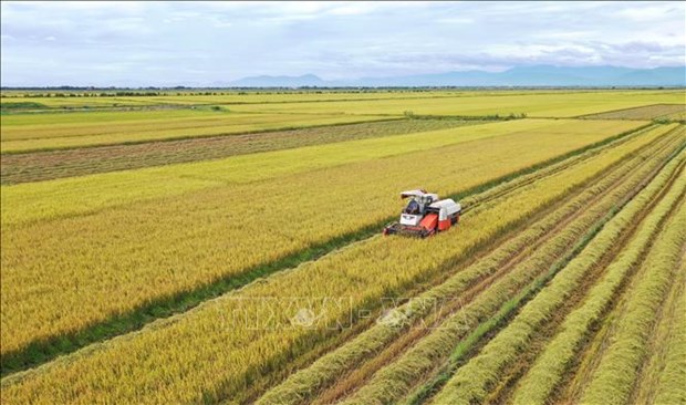 Envia empresa vietnamita miles de toneladas de arroz al extranjero hinh anh 1