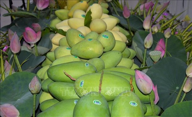 Provincia vietnamita de Dong Thap mejora calidad de mangos exportados hinh anh 1