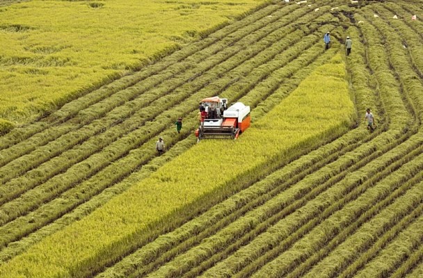 Vietnam establece comite directivo de desarrollo agricola y rural en Delta del Mekong hinh anh 1