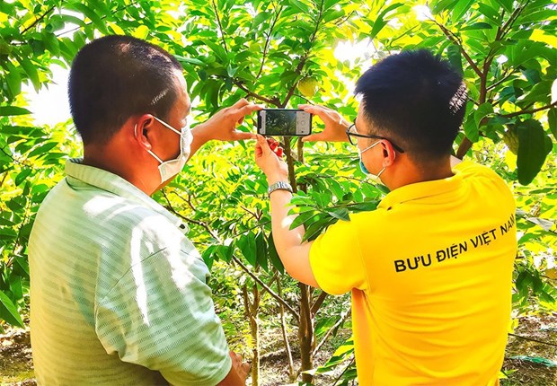 Conectaran 7,5 millones de hogares agricolas vietnamitas a comercio electronico hinh anh 2