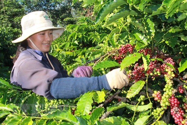 Amplio margen para la exportacion de cafe vietnamita a Argelia hinh anh 1