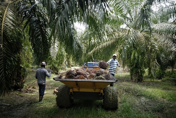 Malasia aumentara la cuota del aceite de palma en el mercado mundial hinh anh 1