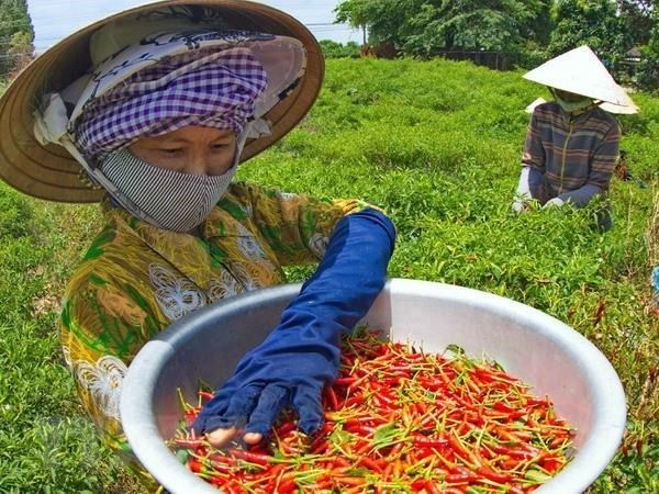 Chile fresco de Vietnam obtiene permiso de entrada al mercado chino hinh anh 1