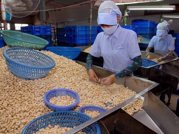 Reciben apoyo empresas exportadoras de anacardo vietnamita hinh anh 1