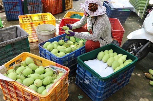 Buen ritmo para exportaciones de mango de Vietnam hinh anh 1