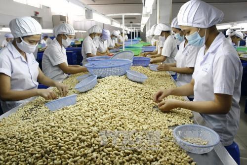 Avances en caso de fraude en exportaciones de anacardo vietnamita a Italia hinh anh 1