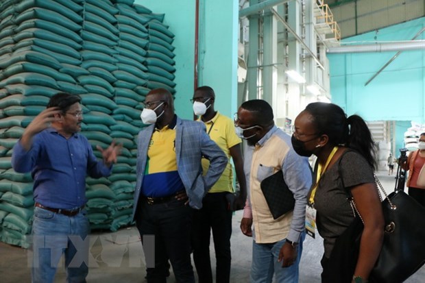 Gabon explora produccion arrocera en provincia vietnamita hinh anh 1