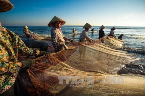Provincia vietnamita de Binh Thuan se centra en desarrollo sostenible de la pesca hinh anh 2