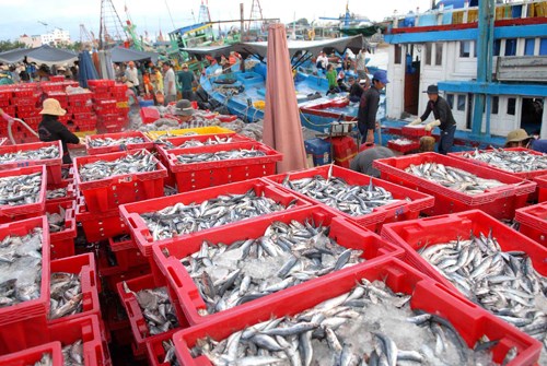 Provincia vietnamita de Binh Thuan se centra en desarrollo sostenible de la pesca hinh anh 3