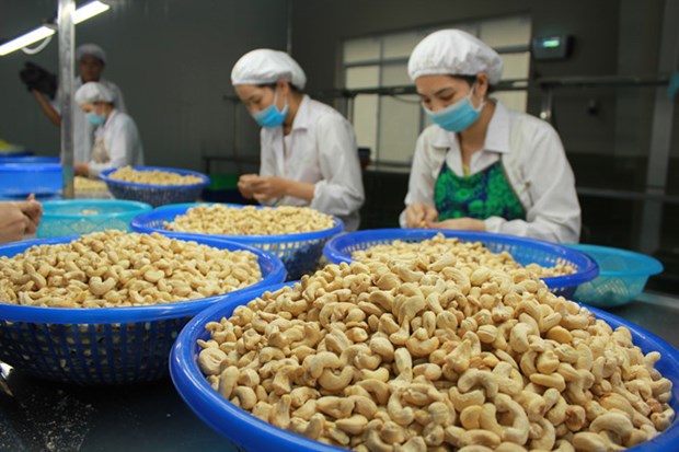Empresas vietnamitas recuperan contenedores de anacardos exportados a Italia hinh anh 1