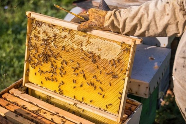 Estados Unidos reduce siete veces impuesto antidumping sobre la miel vietnamita hinh anh 2