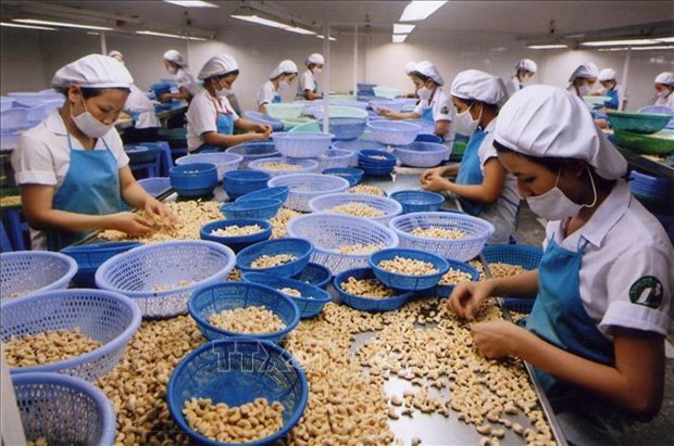 Le esportazioni di anacardi del Vietnam sono diminuite nel primo trimestre del 2022