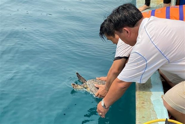Liberan al mar ejemplar de tortuga carey en Libro Rojo de Vietnam hinh anh 1