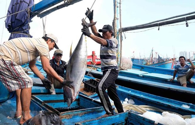 Produccion de atun de Indonesia representa el 15 por ciento de cuota mundial hinh anh 1