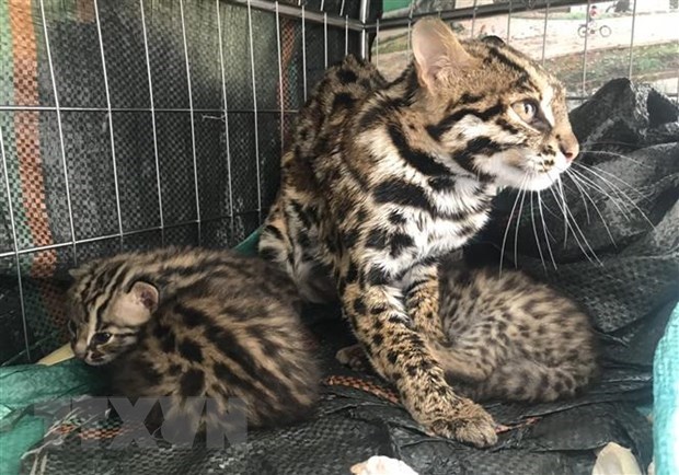 Provincia norvietnamita rescata gatos salvajes preciosos hinh anh 1