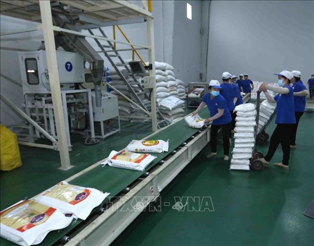 Aumentan exportaciones de arroz vietnamita a Union Europea gracias a EVFTA hinh anh 1