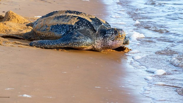 Camboya preserva tortugas en la lista de especies en peligro de extincion hinh anh 1