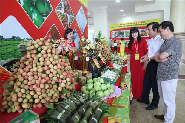 Buscan promover consumo de lichi de Bac Giang en Vietnam y el extranjero hinh anh 1