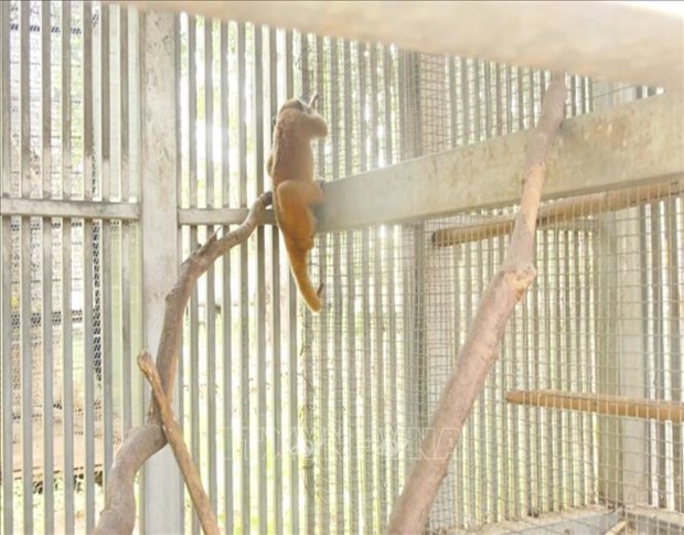 Provincia vietnamita empenada en preservar loris en peligro de extincion hinh anh 2