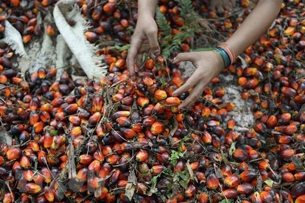 Indonesia reanuda exportaciones de aceite de palma hinh anh 1
