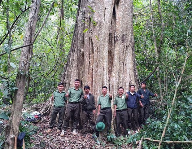 Reconocen a poblacion forestal en Dak Nong como arboles patrimoniales de Vietnam hinh anh 1