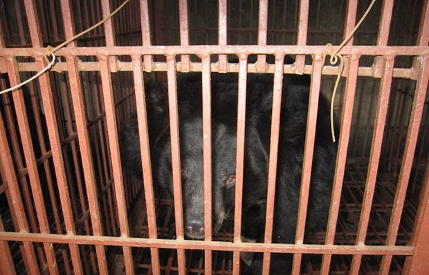 Buscan poner fin a la crianza ilegal de osos en Hanoi hinh anh 1