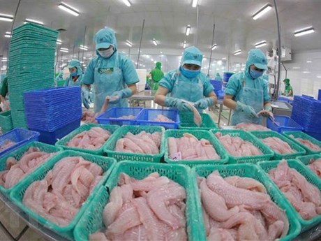 Exportaciones de pescado Tra de Vietnam aumentan de enero a mayo hinh anh 1