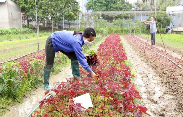 Hanoi construye areas seguras de produccion agricola hinh anh 1