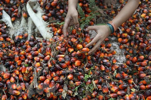 Indonesia trabaja para reanudar las exportaciones de aceite de palma hinh anh 1
