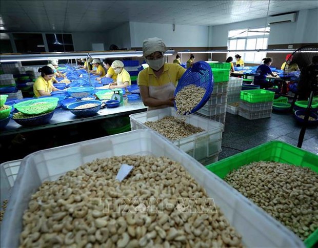 Minimizan perdidas economicas de empresas vietnamitas en caso de fraude en exportaciones de anacardo hinh anh 1
