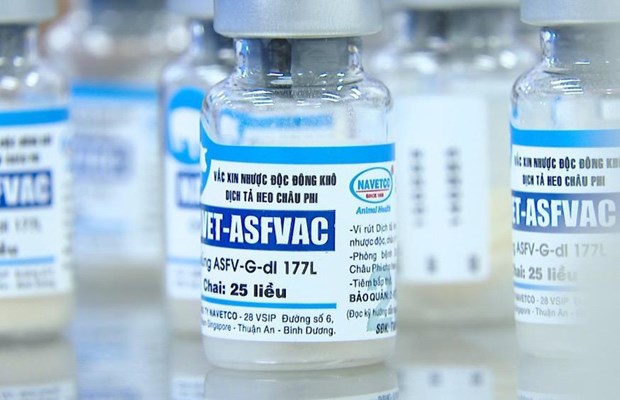 Vietnam es primer pais en comercializar vacuna contra peste porcina africana hinh anh 1