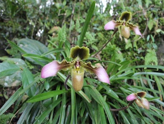 Conservan con exito tres variedades raras de orquideas hinh anh 1