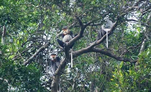 Provincia vietnamita de Quang Nam extendera habitat de especie amenazada hinh anh 1
