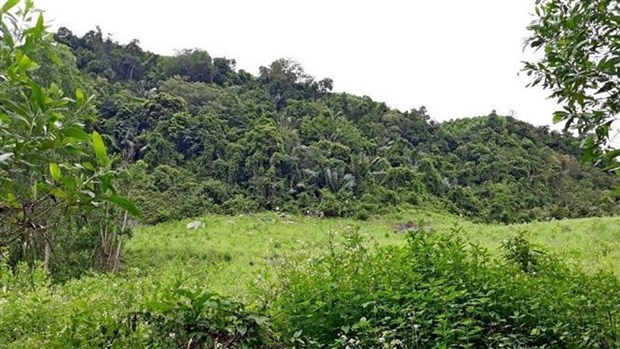 Provincia vietnamita de Quang Nam extendera habitat de especie amenazada hinh anh 2